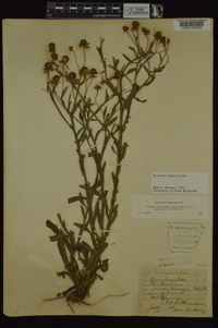 Helenium flexuosum image