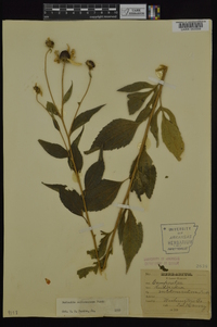 Rudbeckia subtomentosa image