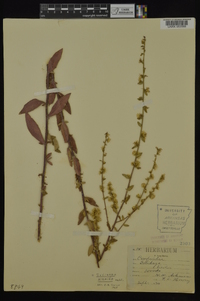 Solidago hispida image