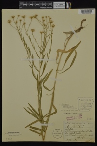 Solidago ptarmicoides image