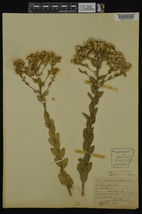 Solidago rigida image