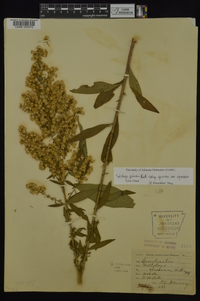 Solidago speciosa image