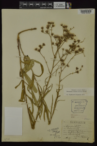 Vernonia texana image