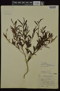 Chamaecrista nictitans var. nictitans image