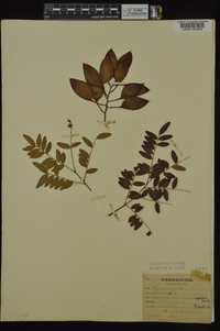 Gleditsia aquatica image