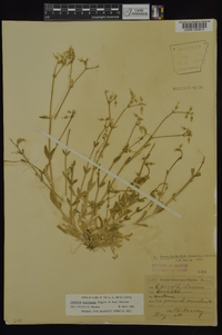 Cerastium brachypodum image