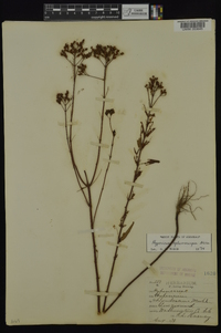 Hypericum sphaerocarpum image