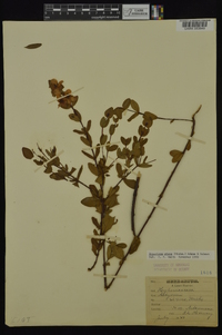 Hypericum crux-andreae image