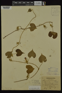 Ipomoea hederacea image