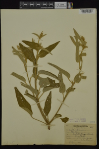 Croton capitatus image