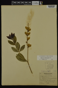 Baptisia sphaerocarpa image