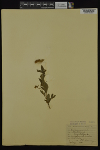 Crotalaria sagittalis image