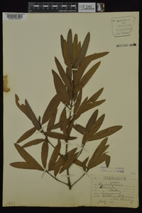 Quercus phellos image