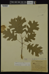 Quercus shumardii image