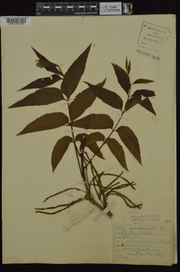 Carya illinoinensis image