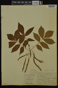 Carya myristiciformis image