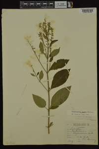 Scutellaria incana var. incana image