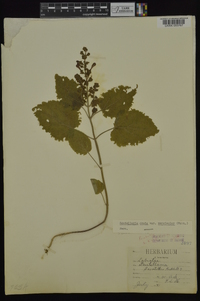 Scutellaria ovata image