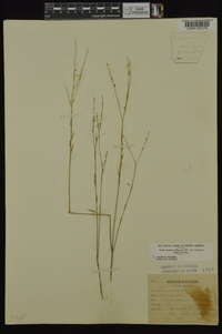 Linum medium var. texanum image