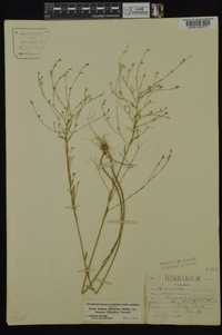 Linum medium var. texanum image