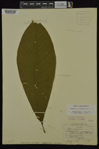 Magnolia tripetala image