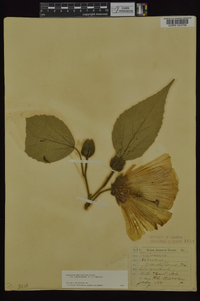 Hibiscus lasiocarpos image