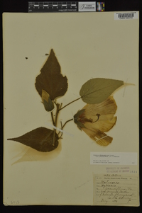 Hibiscus lasiocarpos image