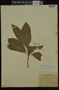 Chionanthus virginicus var. virginicus image