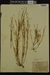 Oenothera linifolia image