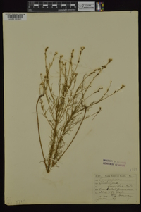 Oenothera linifolia image