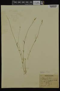 Polygala verticillata image