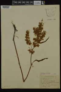 Rumex verticillatus image