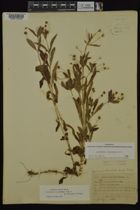 Lysimachia lanceolata image