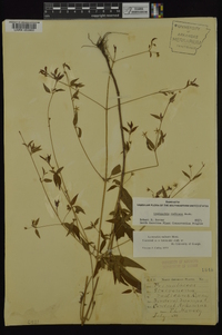 Lysimachia radicans image