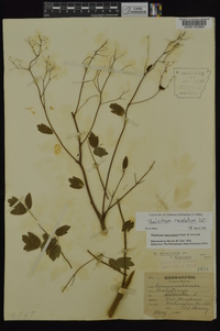 Thalictrum amphibolum image