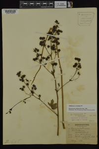 Thalictrum amphibolum image