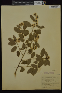 Berchemia scandens image