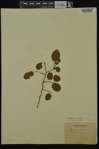 Berchemia scandens image