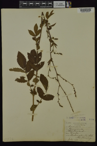 Agrimonia pubescens image