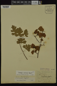 Crataegus marshallii image