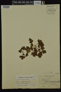 Crataegus marshallii image