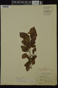 Crataegus viridis image