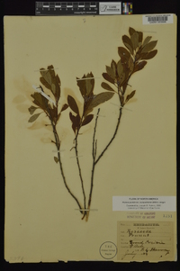 Prunus pumila var. susquehanae image