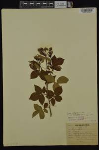 Rosa setigera image