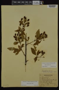 Rubus argutus image