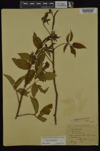 Rubus trivialis image