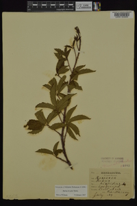 Rubus trivialis image