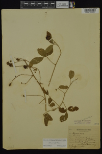 Rubus trivialis image