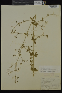 Galium pilosum image