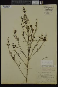 Agalinis purpurea image